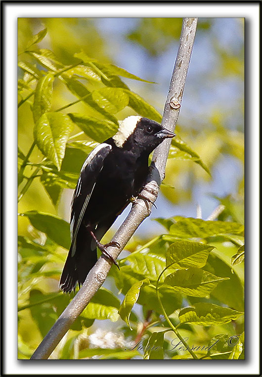 GOGLU DES PRS, mle   /   BOBOLINK, male    _MG_3801b