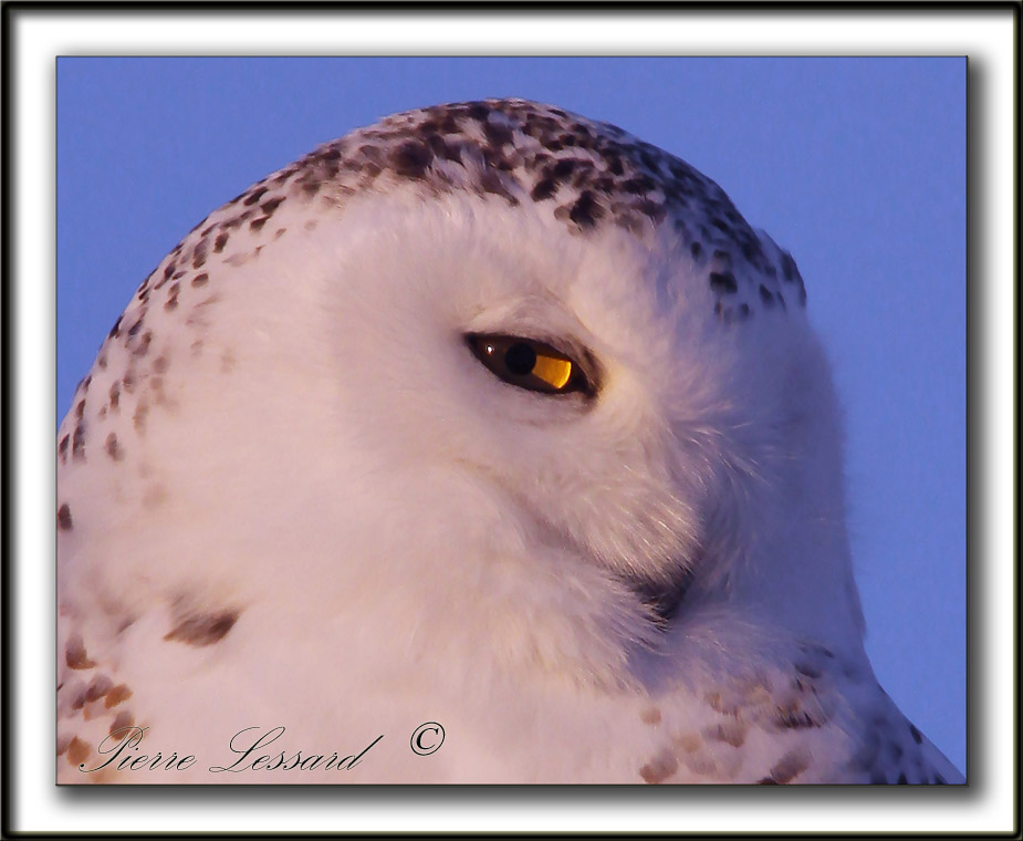 HARFANG DES NEIGES  -  SNOWY OWL    _MG_9445 b    -   CROP AT 100%