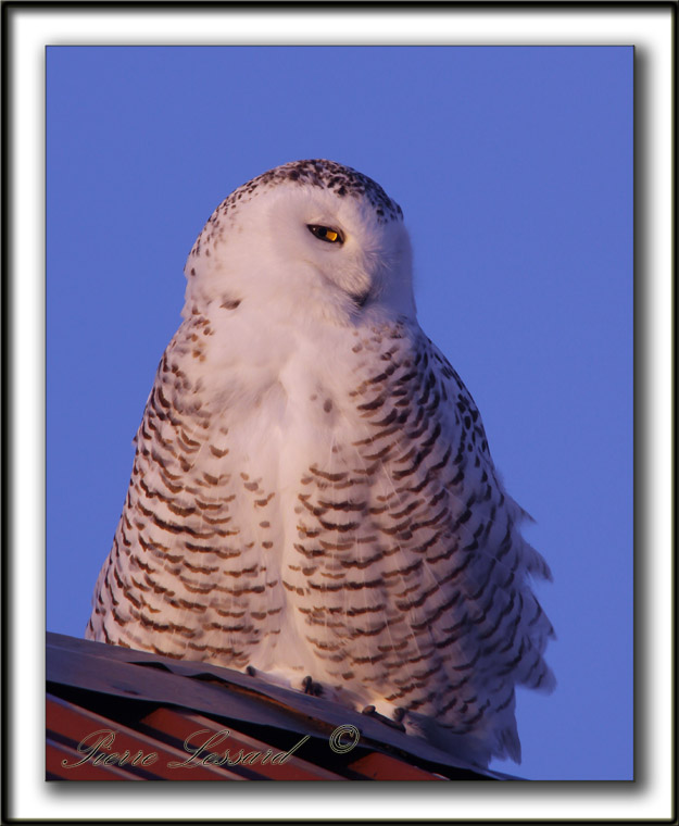 HARFANG DES NEIGES  -  SNOWY OWL    _MG_9445 bb