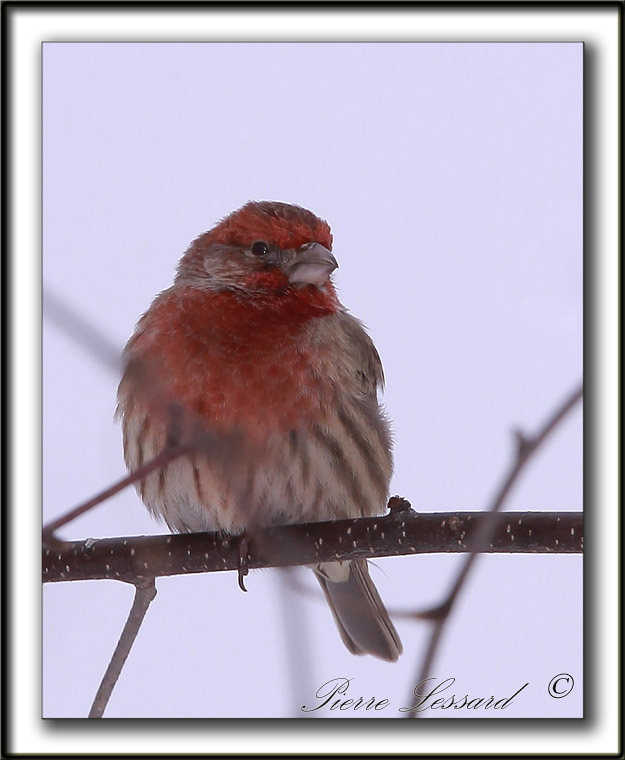 ROSELIN FAMILIER, mle  /  HOUSE FINCH, male    _MG_8327 a