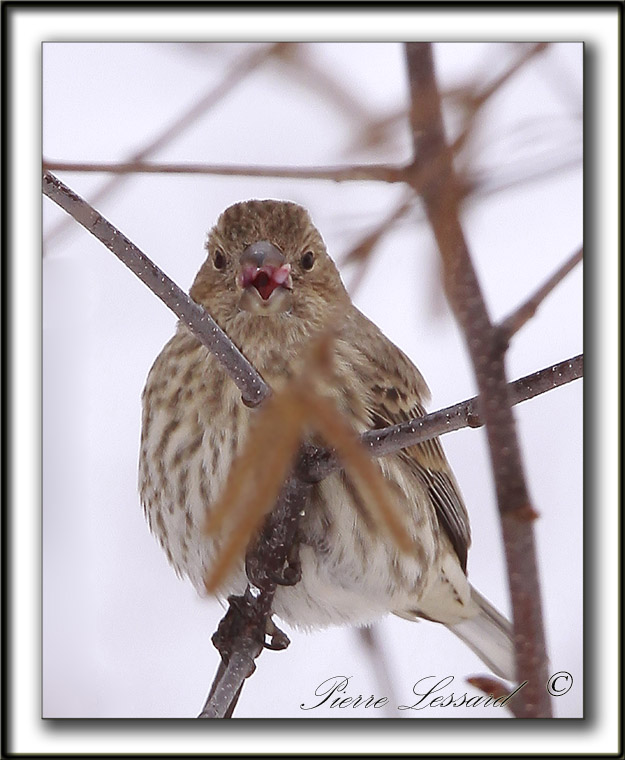 ROSELIN FAMILIER     /  HOUSE FINCH     _MG_8352 a