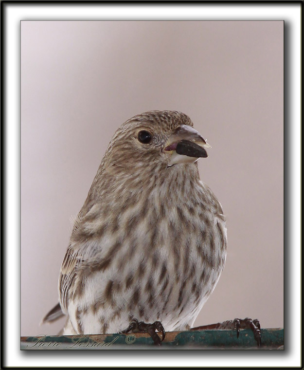 ROSELIN FAMILIER, femelle   /  HOUSE FINCH, female    _MG_8379 a