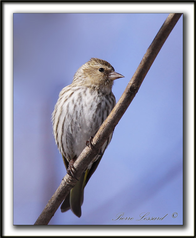 TARIN DES PINS   /  PINE SISKIN    _MG_0340 a