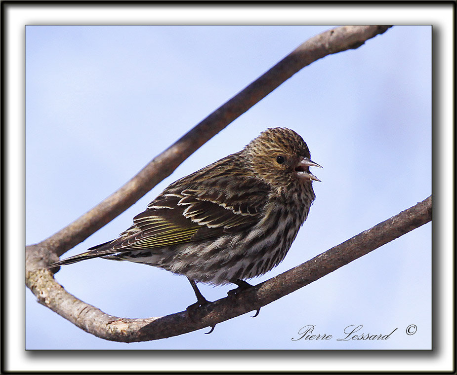 TARIN DES PINS   /  PINE SISKIN    _MG_0434 a