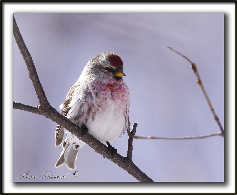  SIZERIN FLAMM  /  COMMON REDPOLL   _MG_0238 a