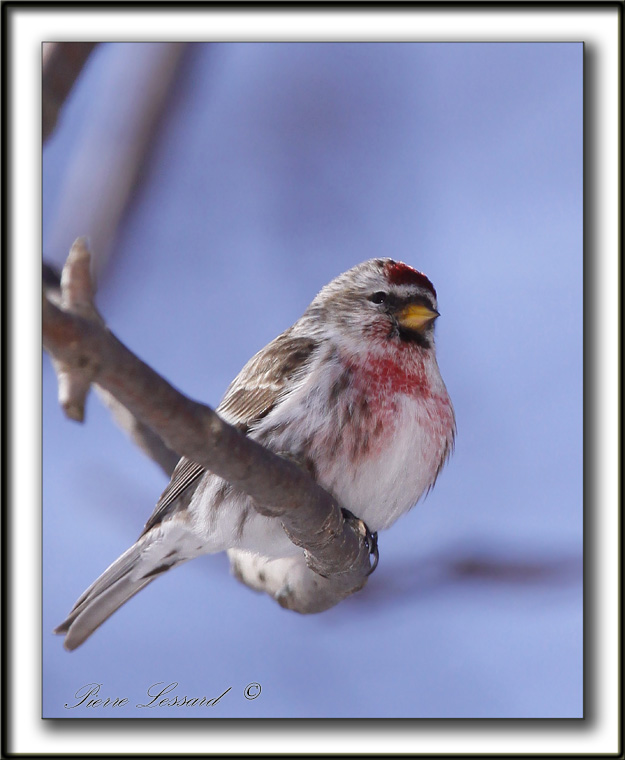  SIZERIN FLAMM  /  COMMON REDPOLL   _MG_0196 a