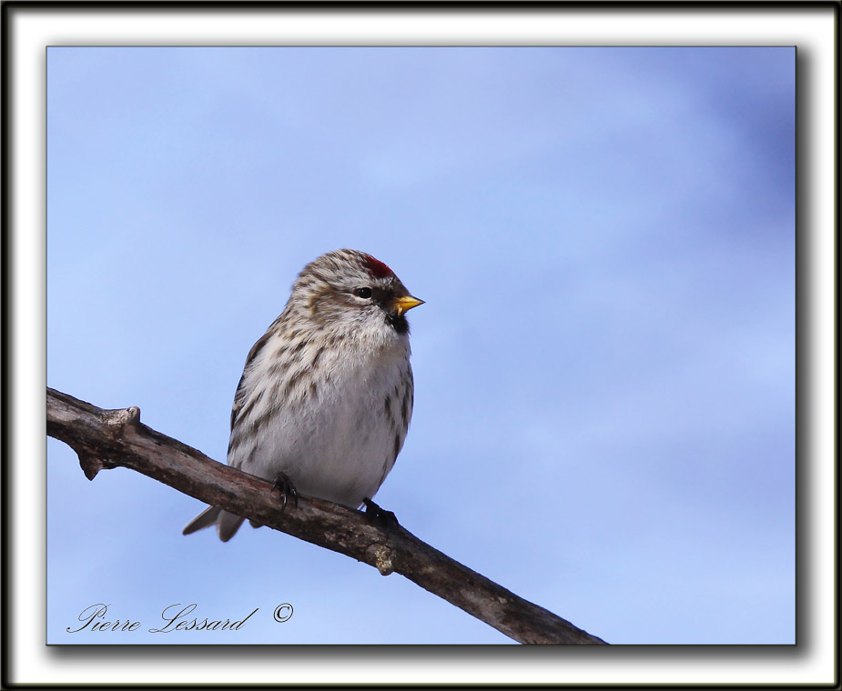 SIZERIN BLANCHTRE   /    HOARY REDPOLL   _MG_0464 a