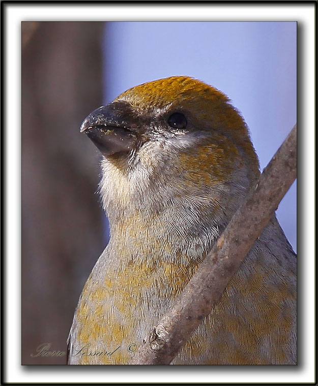 DUREBEC DES SAPINS  /  PINE GROSBEAK   _MG_0349
