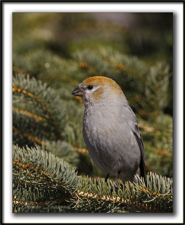 DUREBEC DES SAPINS  /  PINE GROSBEAK   _MG_1177 a