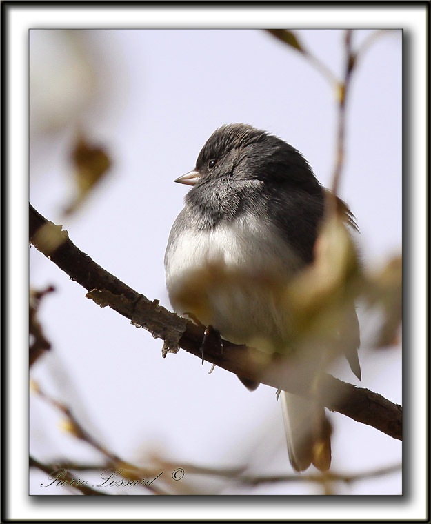 JUNCO ARDOIS  /  DARK-EYED JUNCO    _MG_9922 a