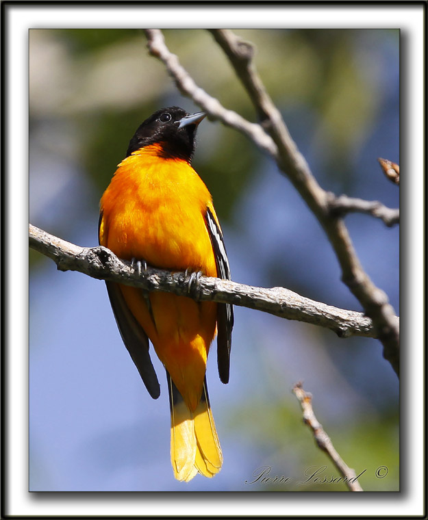ORIOLE DE BALTIMORE   /    BALTIMORE ORIOLE    _MG_0101 a