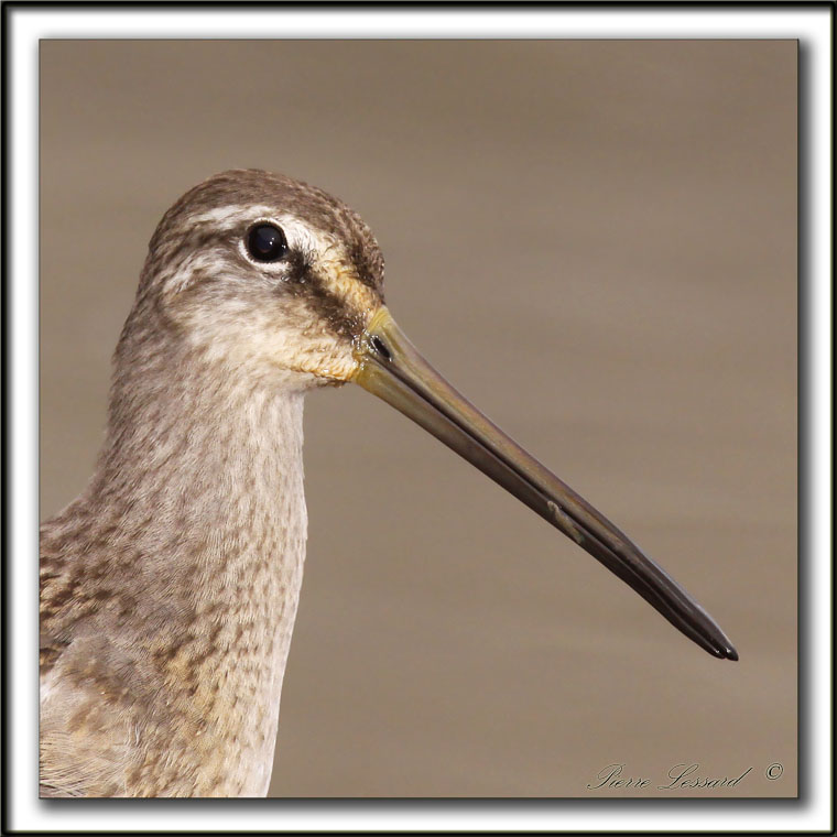 BCASSIN  LONG BEC   /  LONG-BILLED DOWITCHER    _MG_4125 a