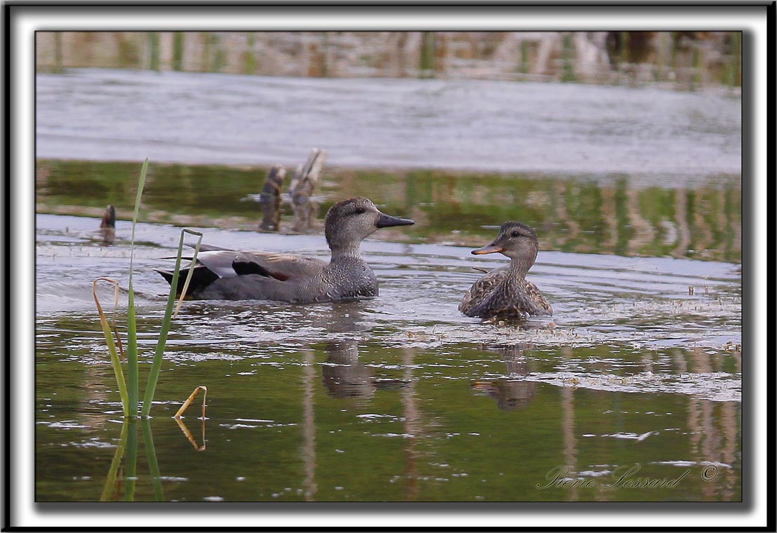 CANARD CHIPEAU  /   GADWALL     _MG_7438 a