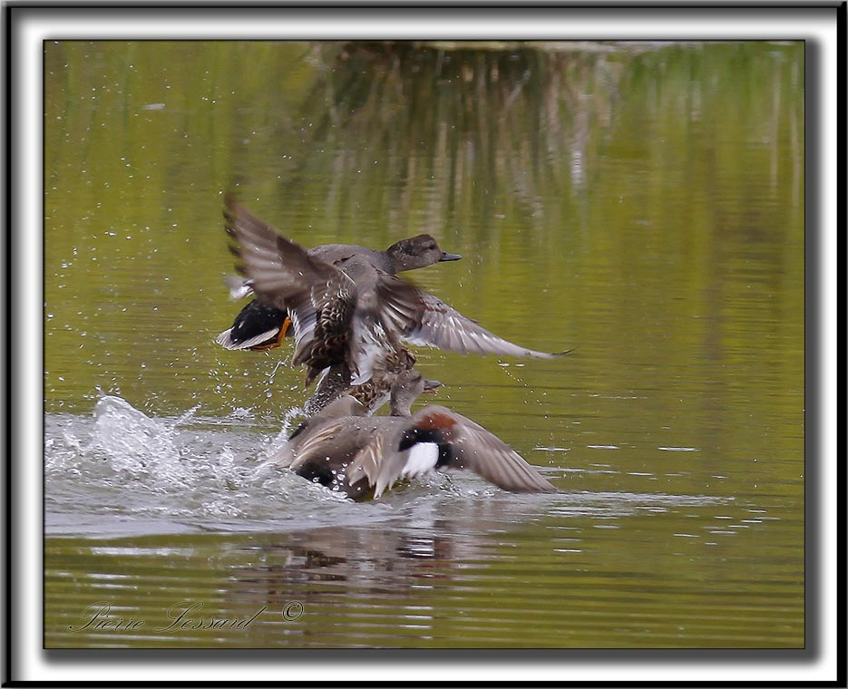 CANARD CHIPEAU  /   GADWALL     _MG_8163 a
