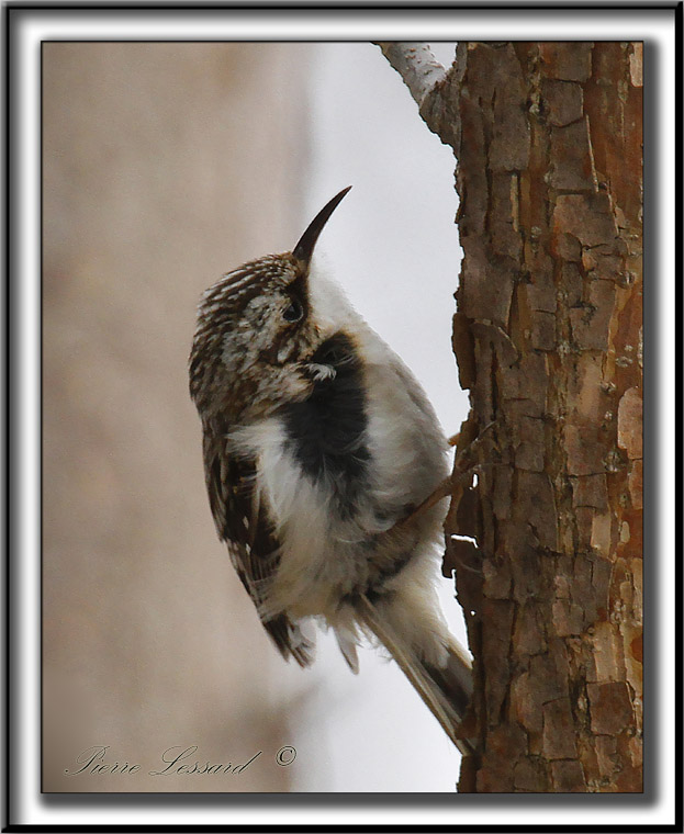 GRIMPEREAU BRUN  /  BROWN CREEPER     _MG_1147 a