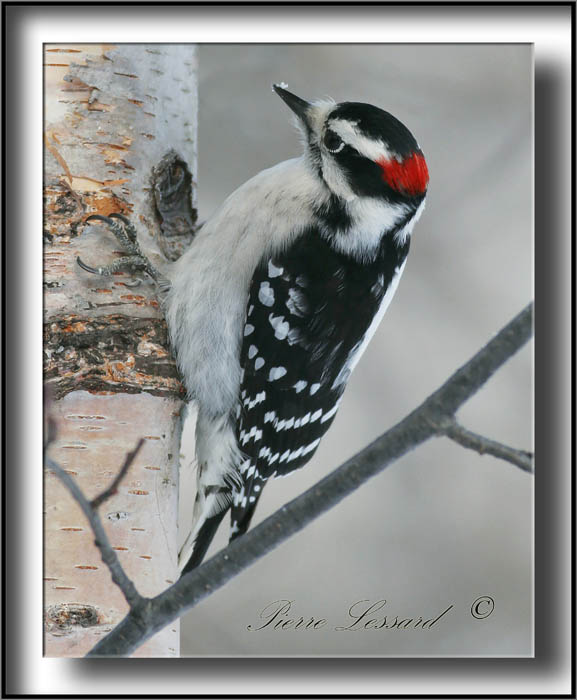 _MG_2884b   -  PIC CHEVELU mle  /  HAIRY WOODPECKER male