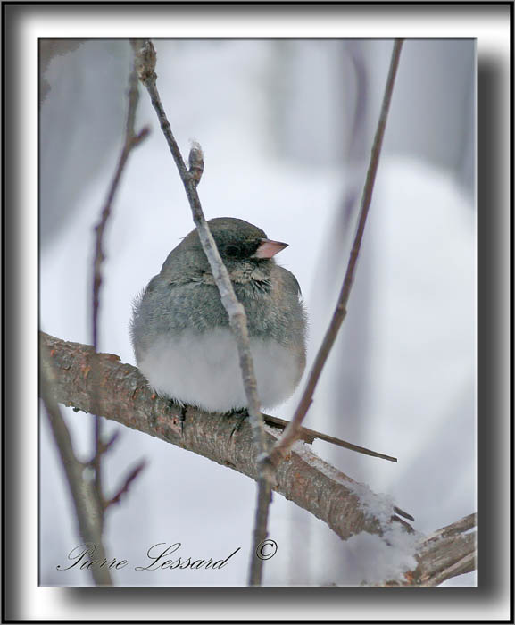 _MG_2824a .jpg  -  JUNCO ARDOIS / DARK-EYED JUNCO