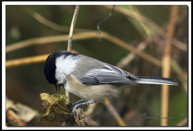 IMG_7195 .jpg -  MSANGE  TTE NOIRE  /  BLACK- CAPPED CHICKADEE