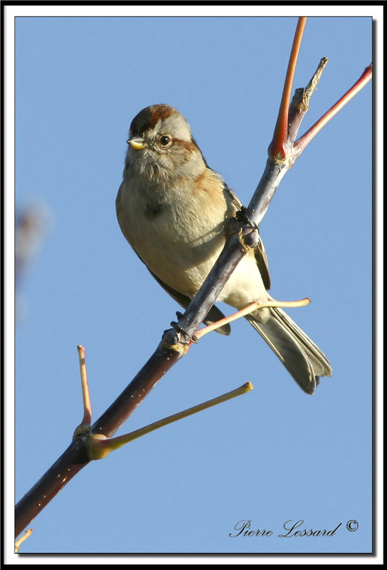 IMG_7853.jpg   -  BRUANT HUDSONIEN / AMERICAN TREE SPARROW
