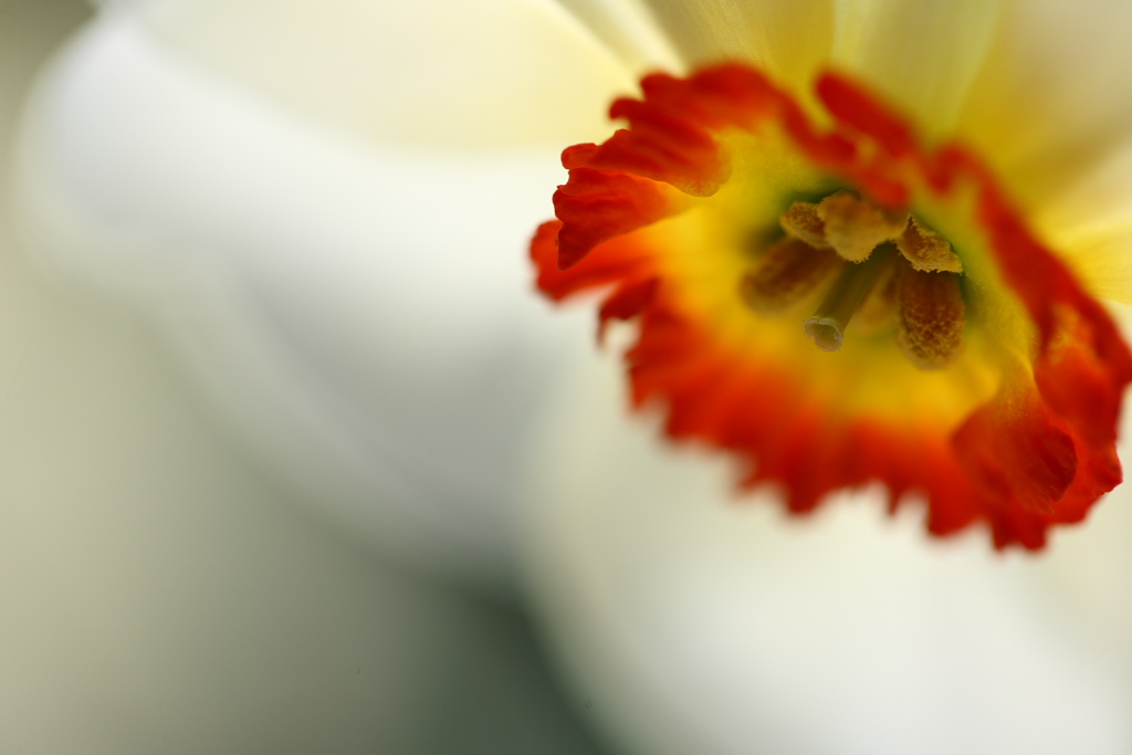 20090411 - Narcissus