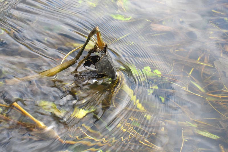 Queen Guinevere runs with her shield through the water to rescue her hero Lancelot
