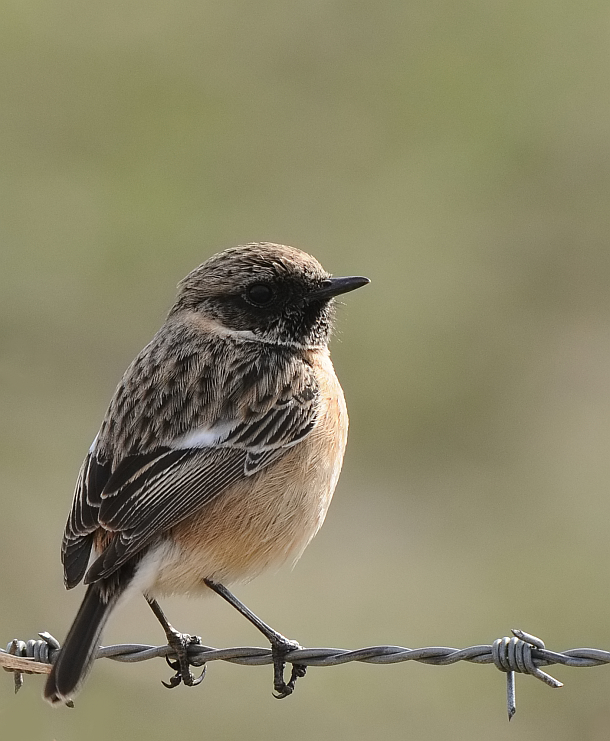 Roodborsttapuit-Common Stonechat