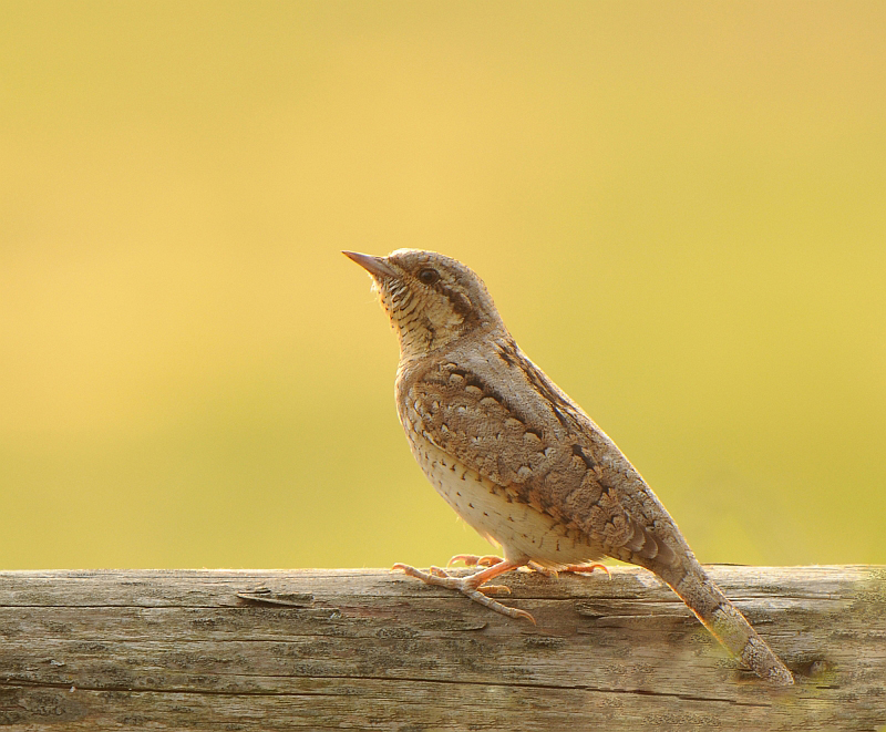 Draaihals-Wryneck