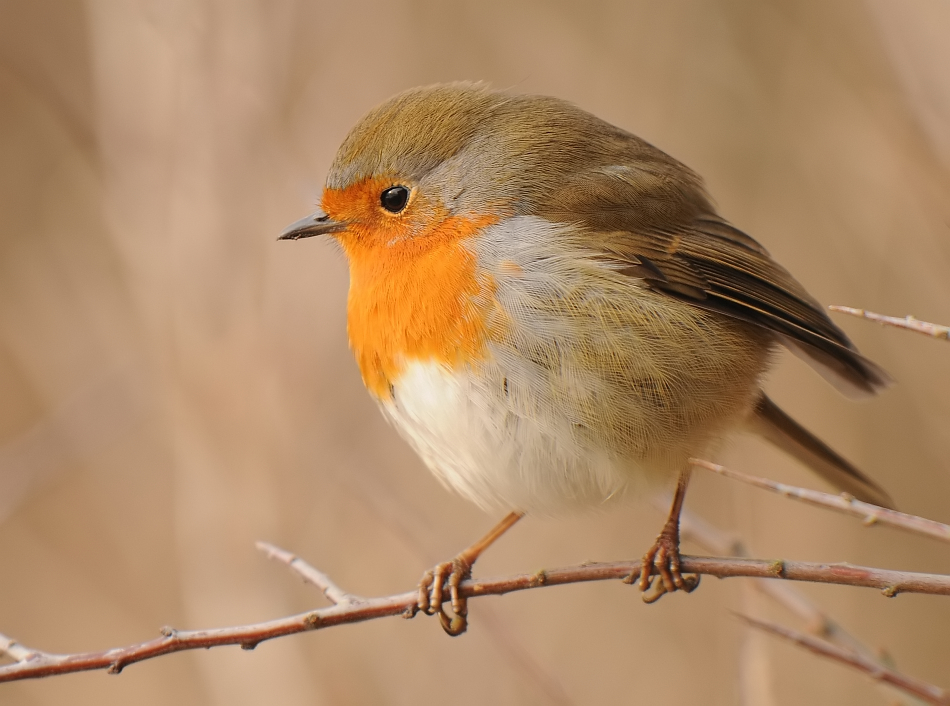 Roodborst- Robin