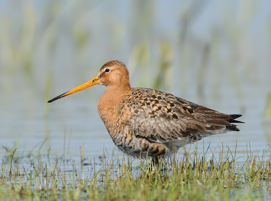 Grutto-Black-tailed Godwit