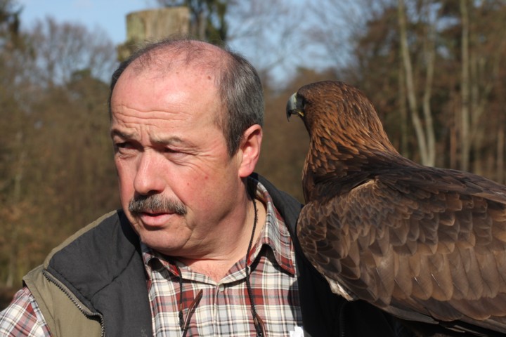 Falkner mit mnnlichem Steinadler / falconer with male golden eagle