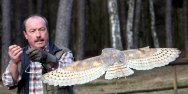 Schleiereule / barn owl