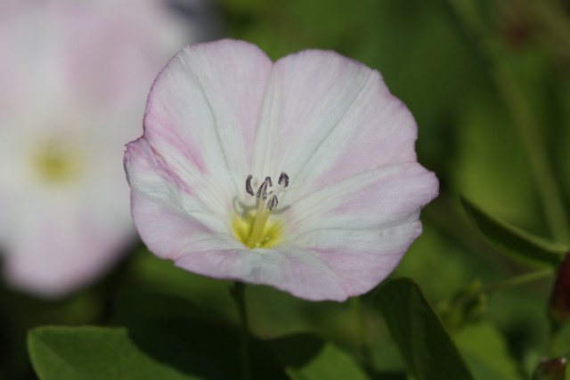 Ackerwinde / field bindweed