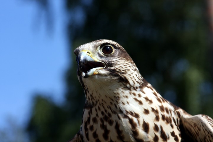 Sakerfalke / saker falcon