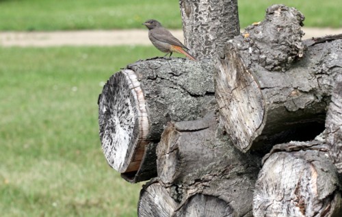 Rotschwnzchen / redstart