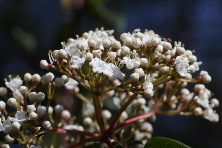 wilder Lorbeer / wild laurel