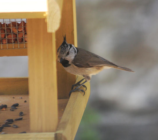 Haubenmeise / crested tit