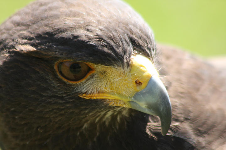 Steppenadler / steppe eagle