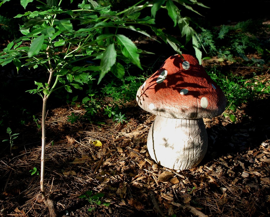 The Alice In Wonderland Garden