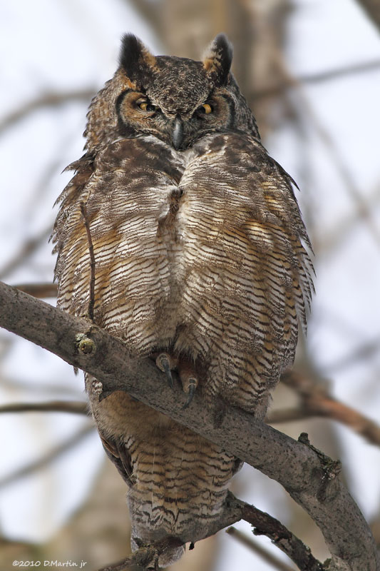 Grand Duc / Great Horned Owl 175