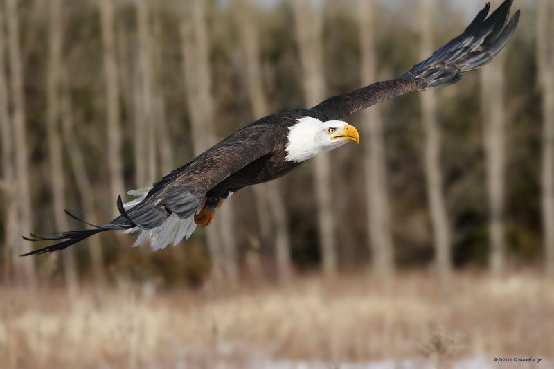 Pygargue  tte blanche / Bald Eagle 1581