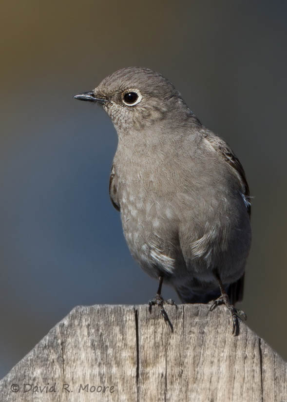 Townsends Solitaire