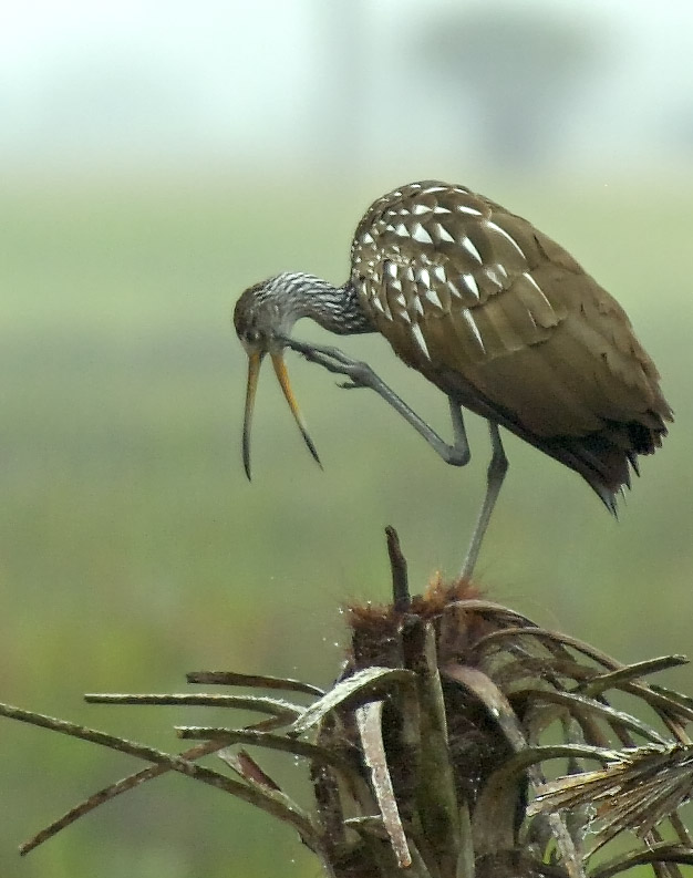 Limpkin.jpg