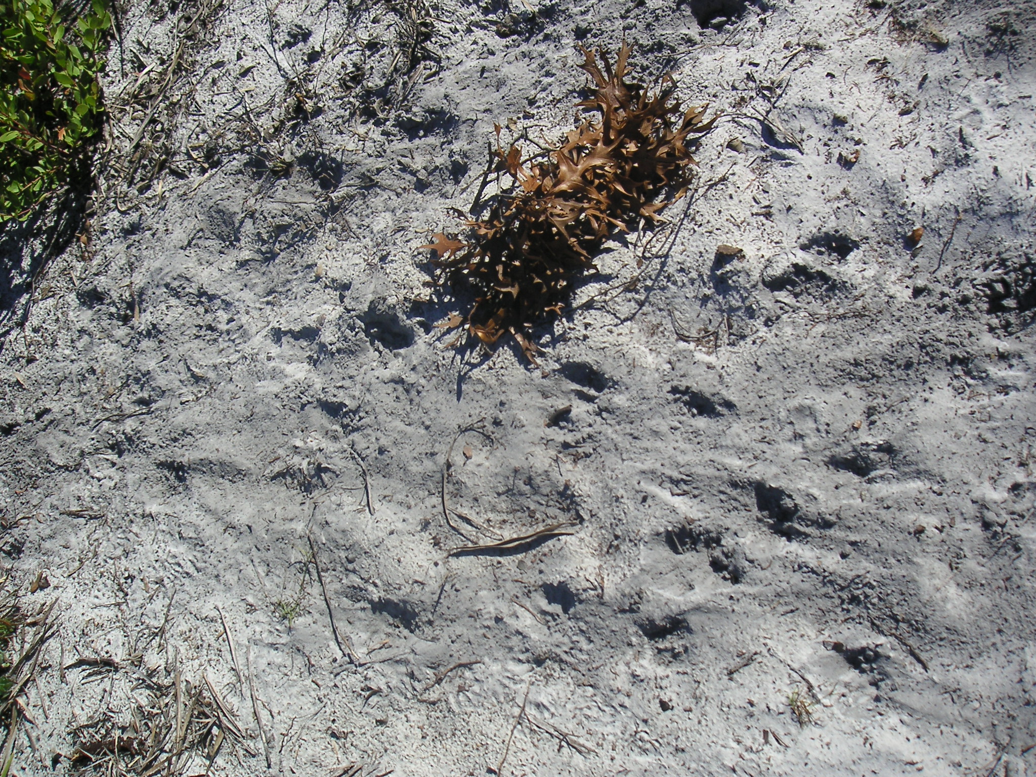 Animal Tracks