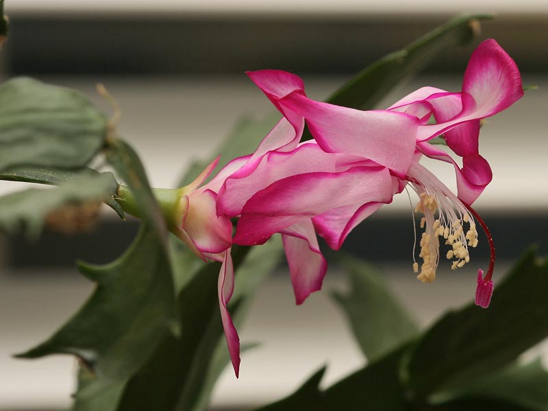 Xmas Cactus