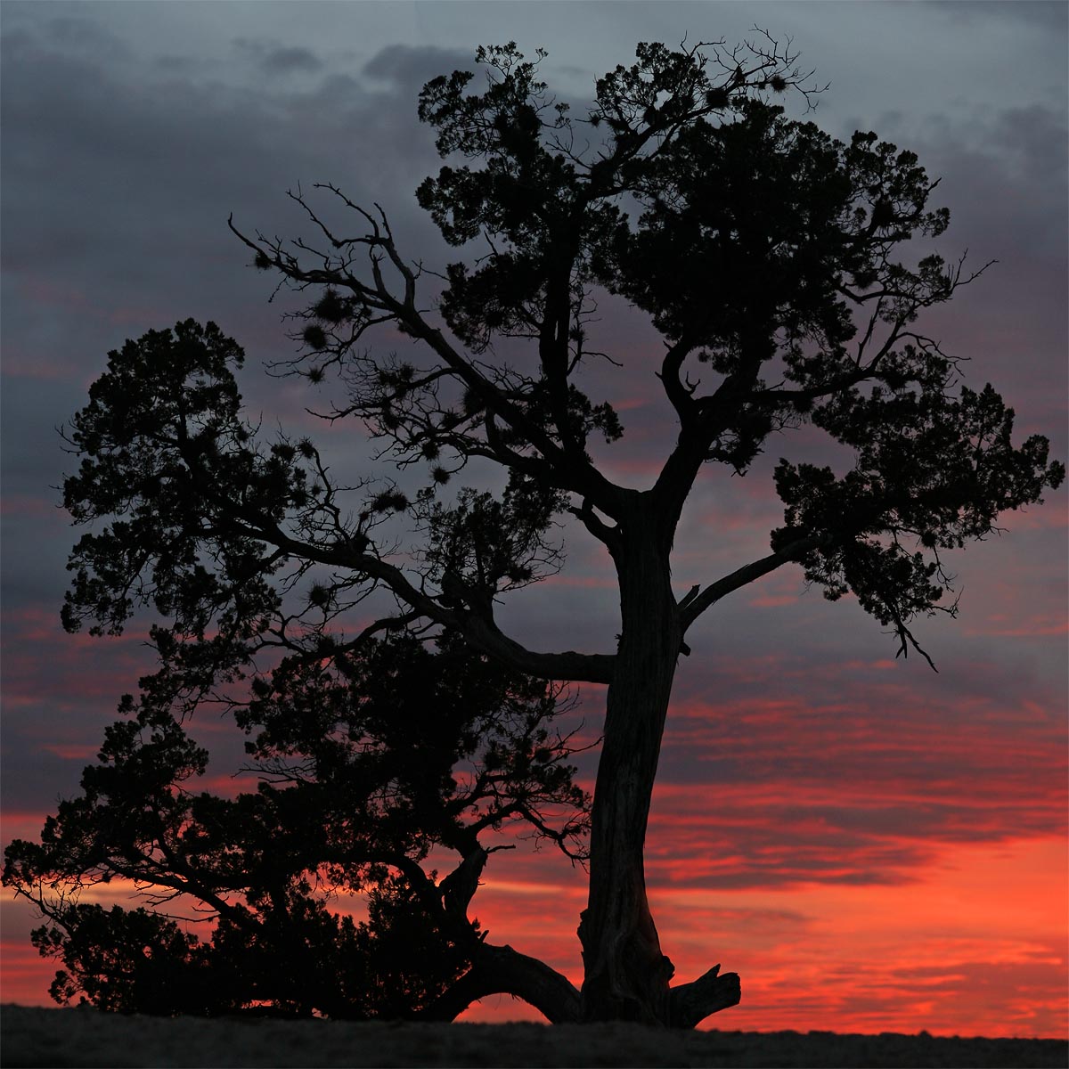 TreeSunset