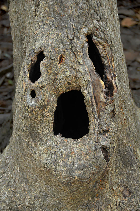 Holloween Tree