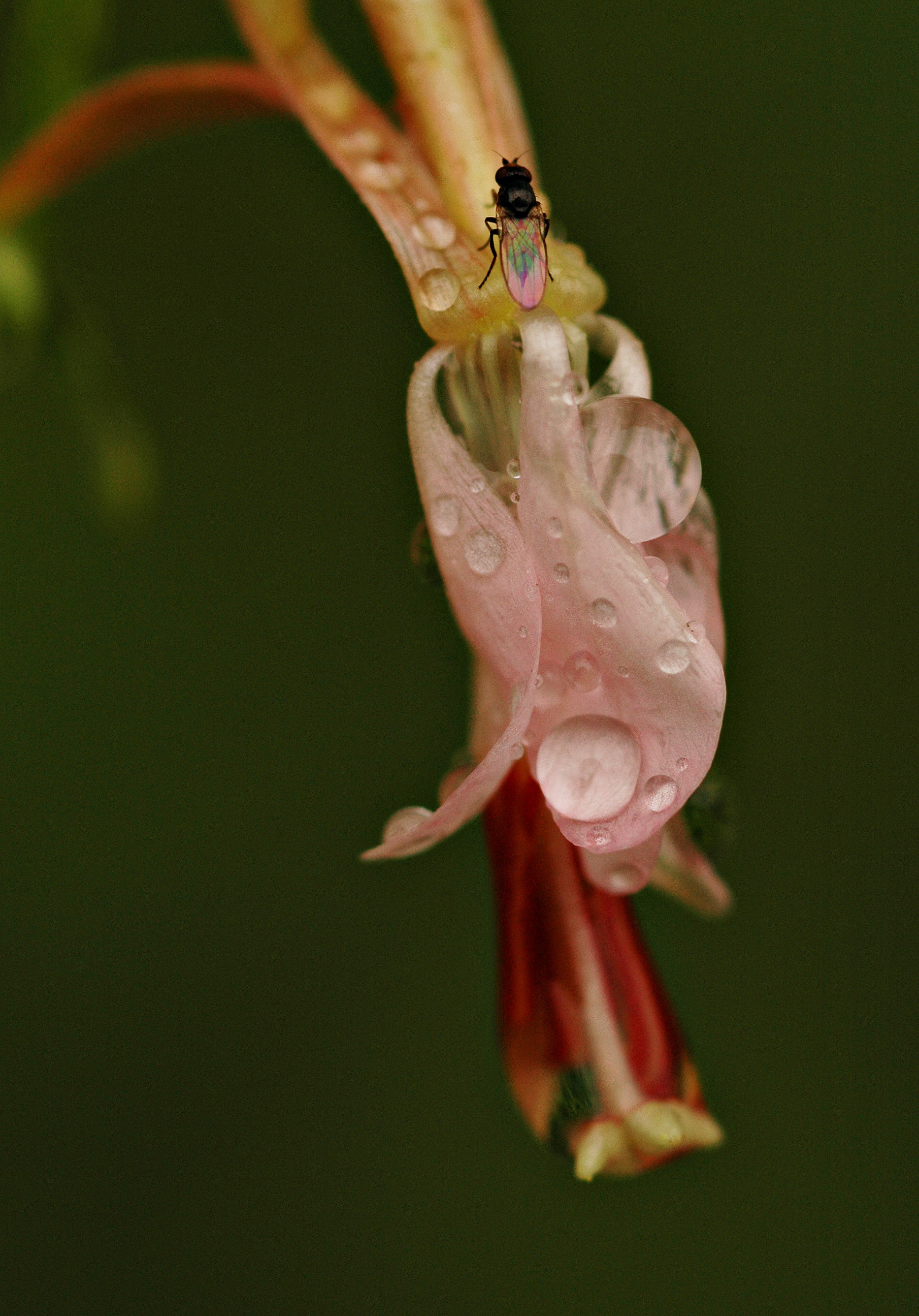 Raindropsfly.jpg