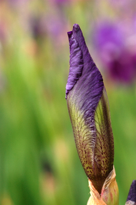Irises