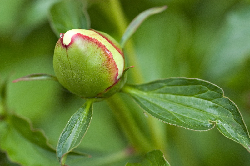Peony with sap