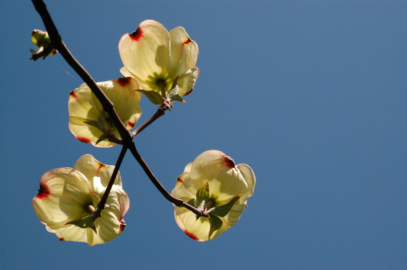 Dogwood
